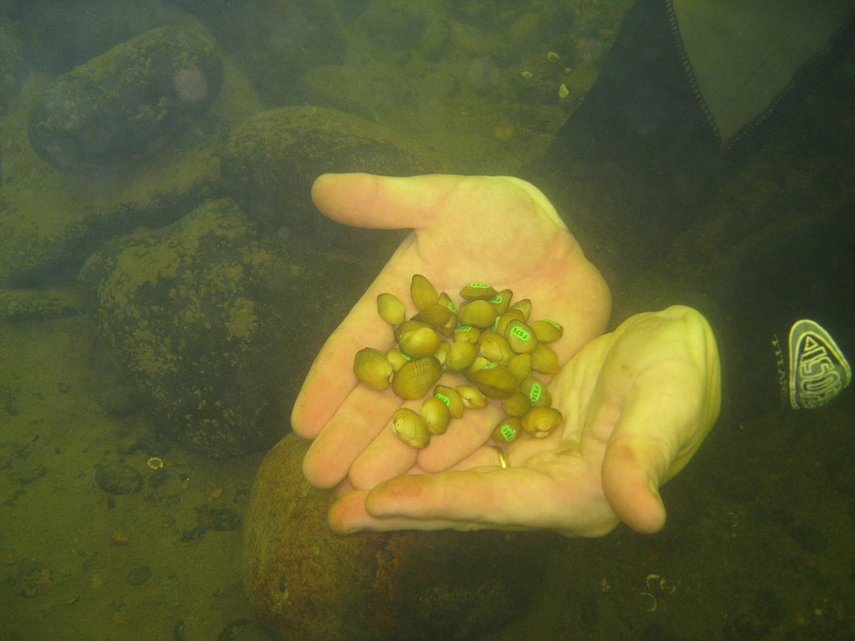 Scuba diver releasing a tagged sub-adult Northern riffleshell