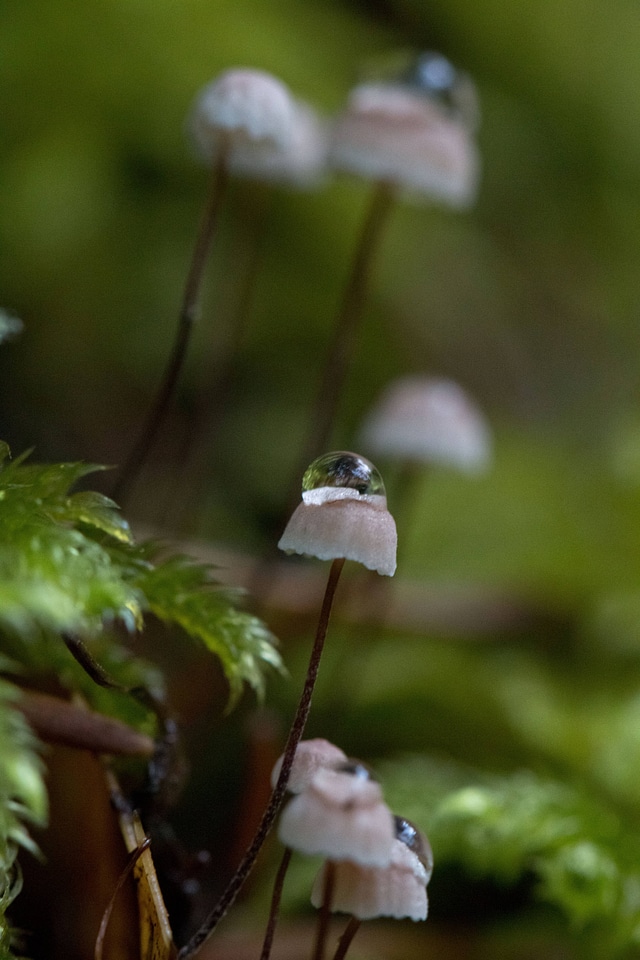 Mycena-1