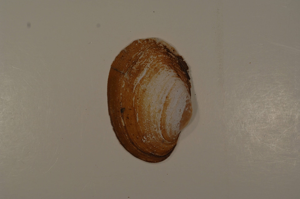 Lampsilis sp.(outside)-1