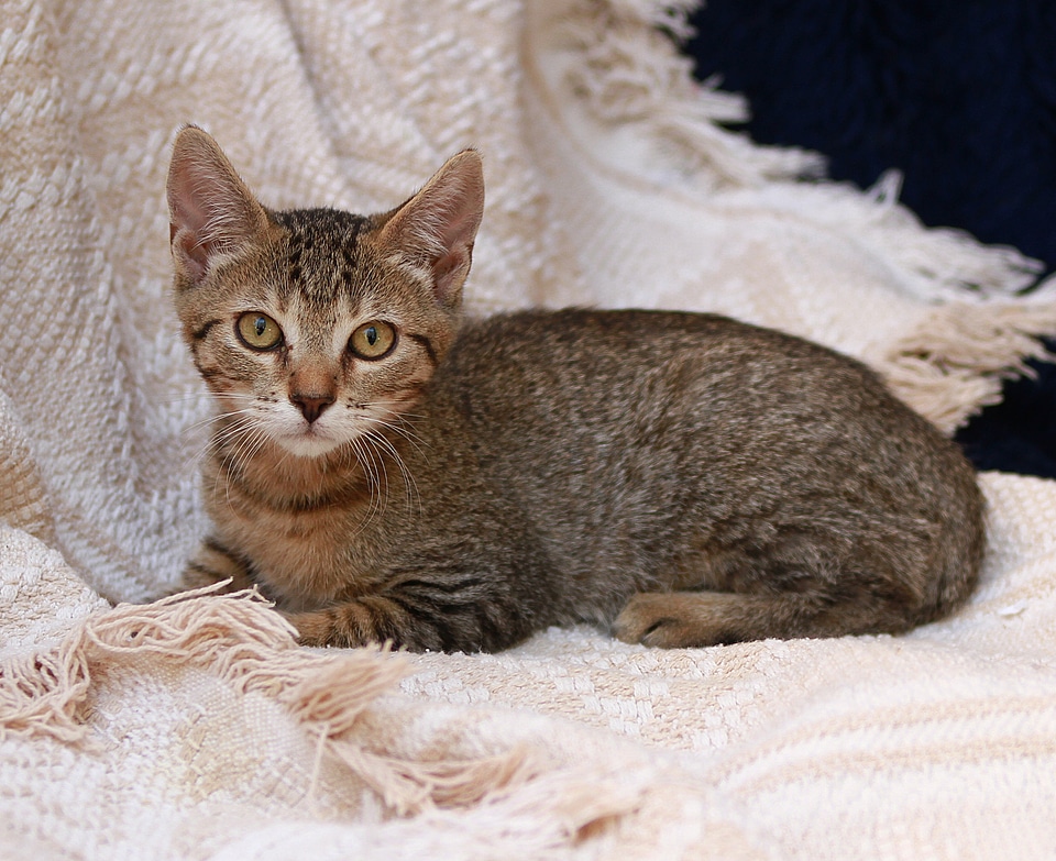 Animal domestic young
