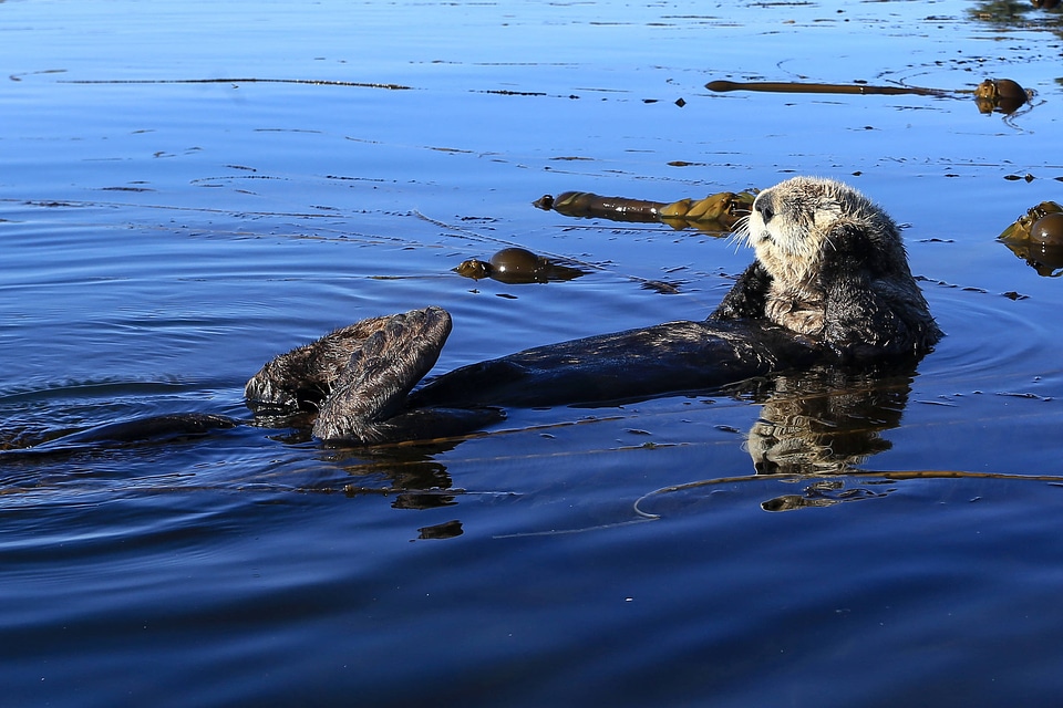 Northern sea otter