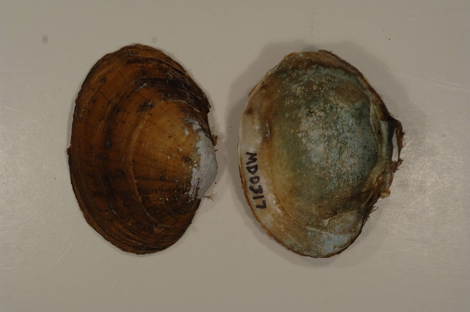 Lampsilis sp.-1