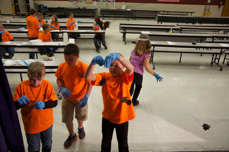 Bat education activity-1