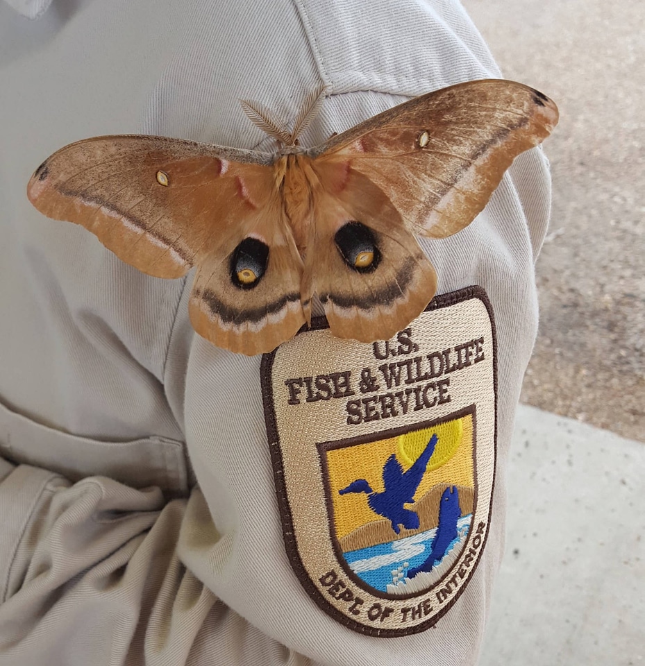 Polyphemus moth on USFWS patch