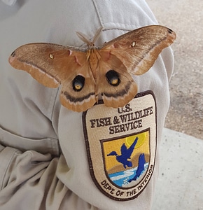 Polyphemus moth on USFWS patch photo