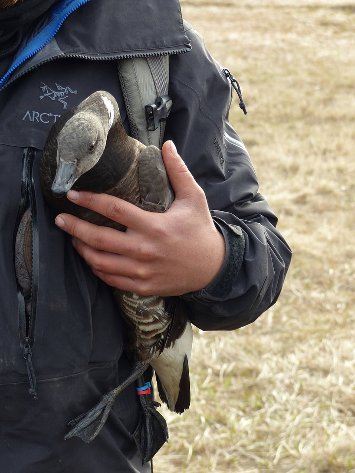 Capitive Brant for grazing trial