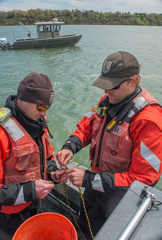 USFWS Fisheries crew baiting lines for lake sturgeon-2