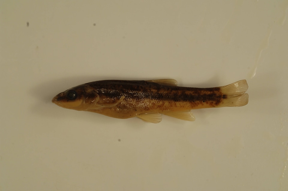 Rhinichthys obtusus-1