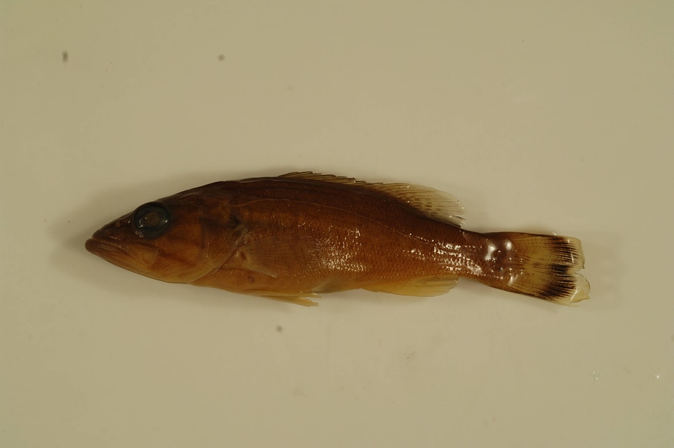 Micropterus dolomieu-2