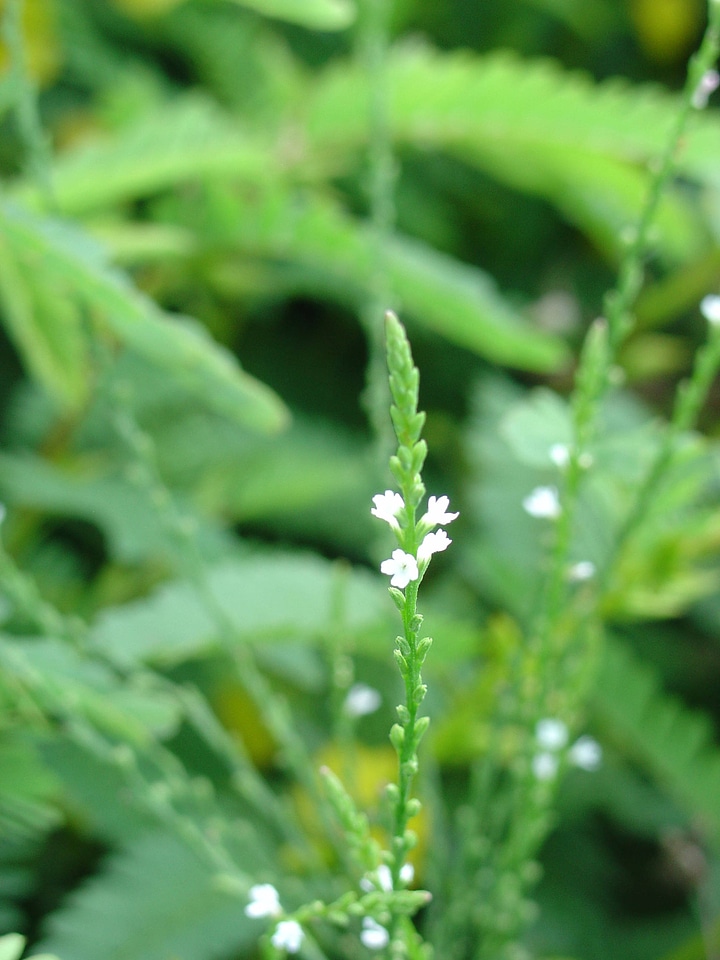 White vervain at Neal Smith National Wildlife Refuge