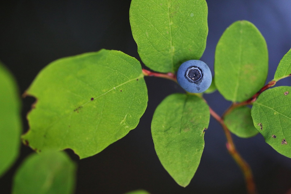 Oval-leaf huckleberry 