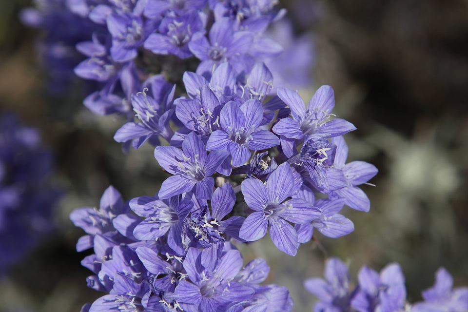Santa Ana River woolly star flowers