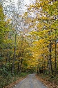 Fall leaves on a country road-1