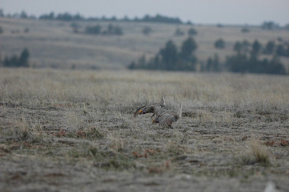 Male Sharp-tailed Grouse