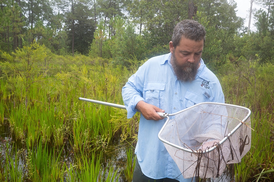 Biologist nets a Panama City crayfish-1