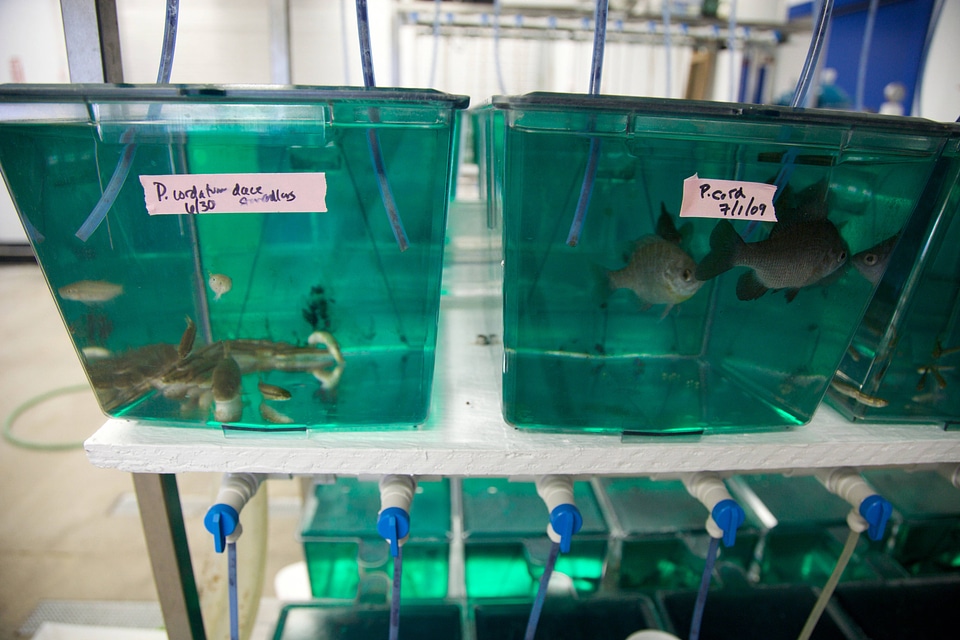 Fish holding tanks at White Sulphur Springs National Fish Hatchery-1