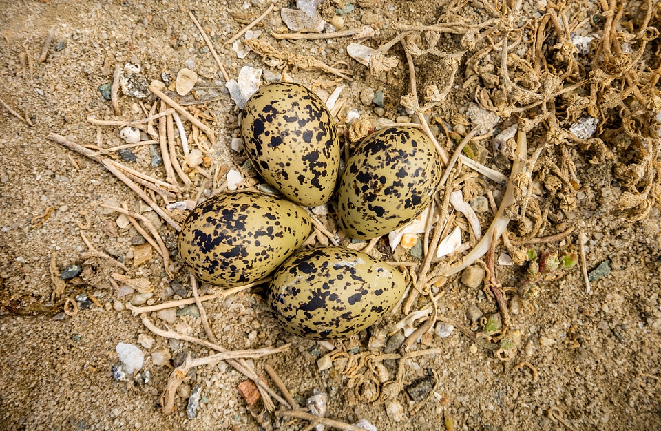 Nest with four eggs