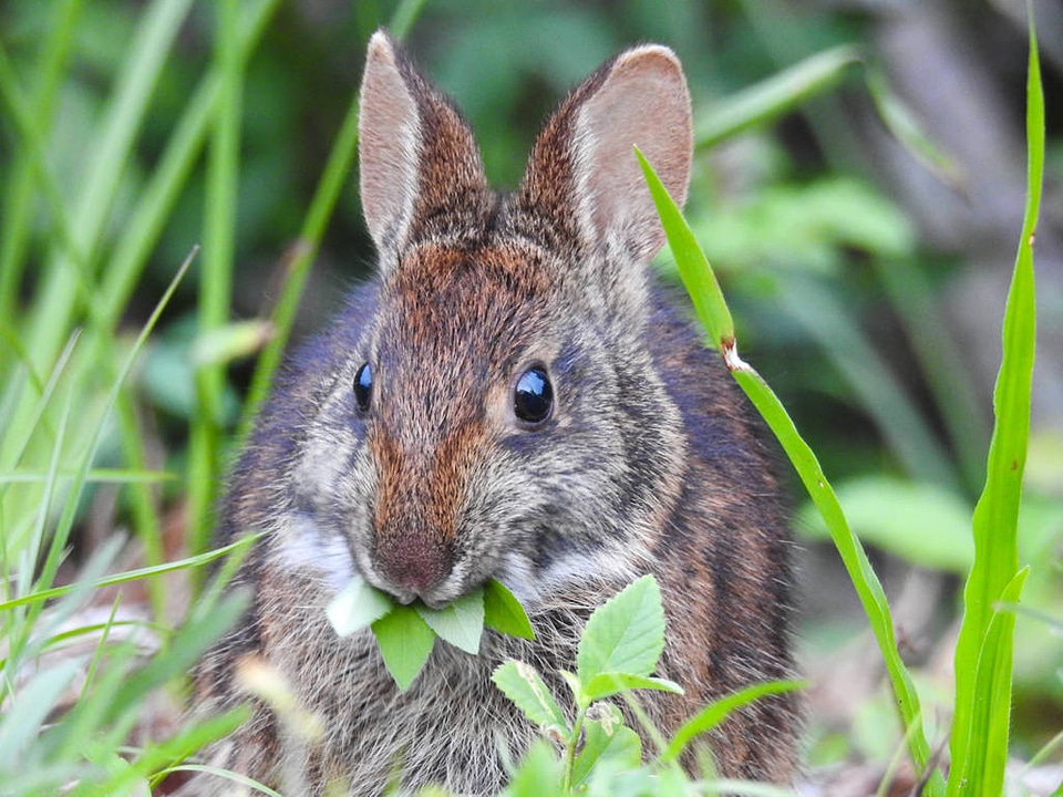 Marsh rabbit chewing leaves-4