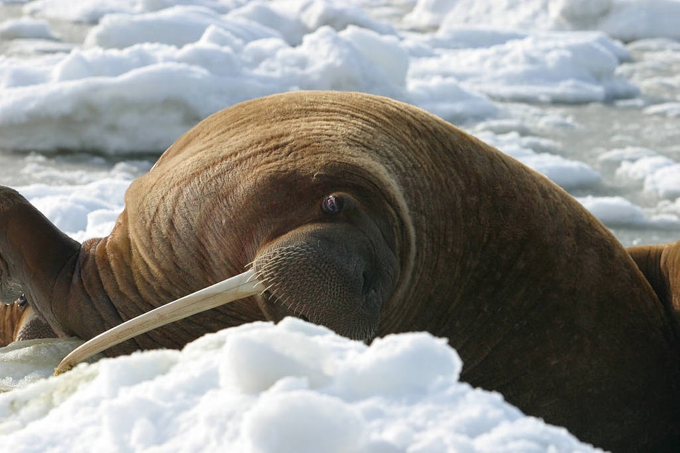 Walrus Cow Asleep on the Ice