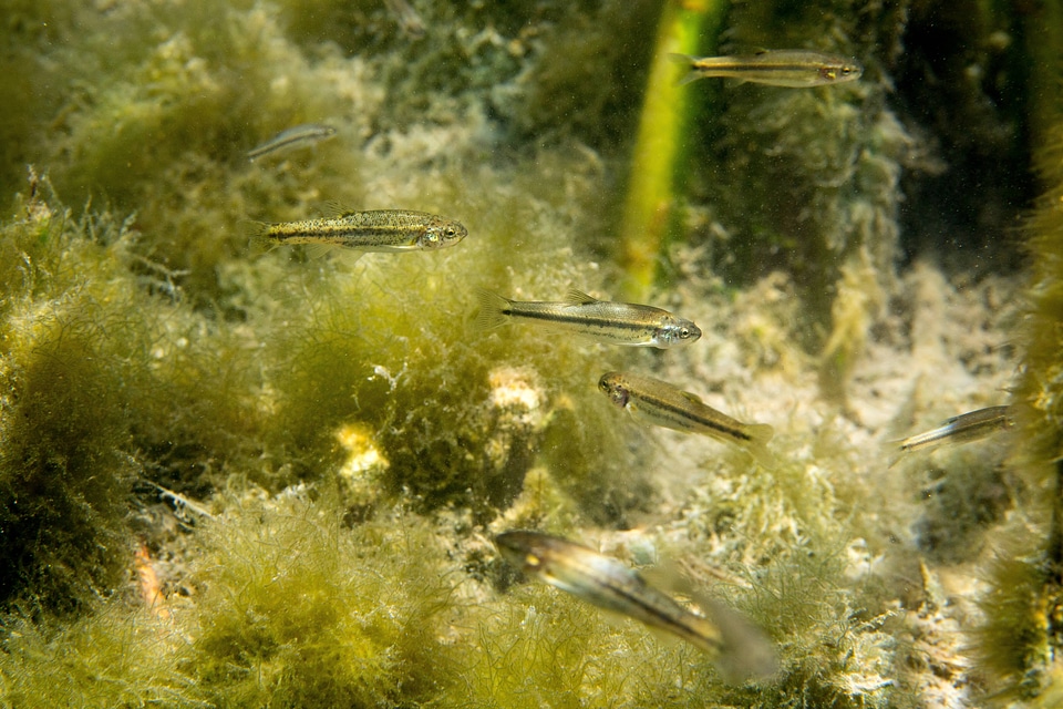 Ash Meadows Speckled Dace-2