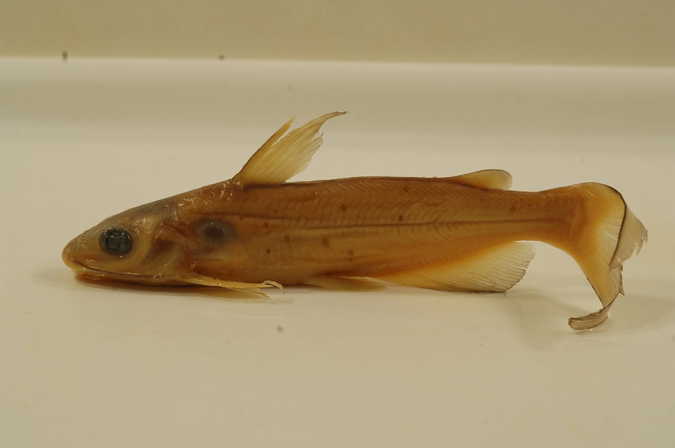 Ictalurus punctatus-2