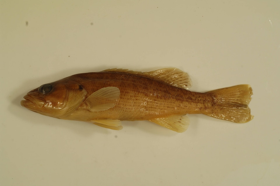 Micropterus coosae