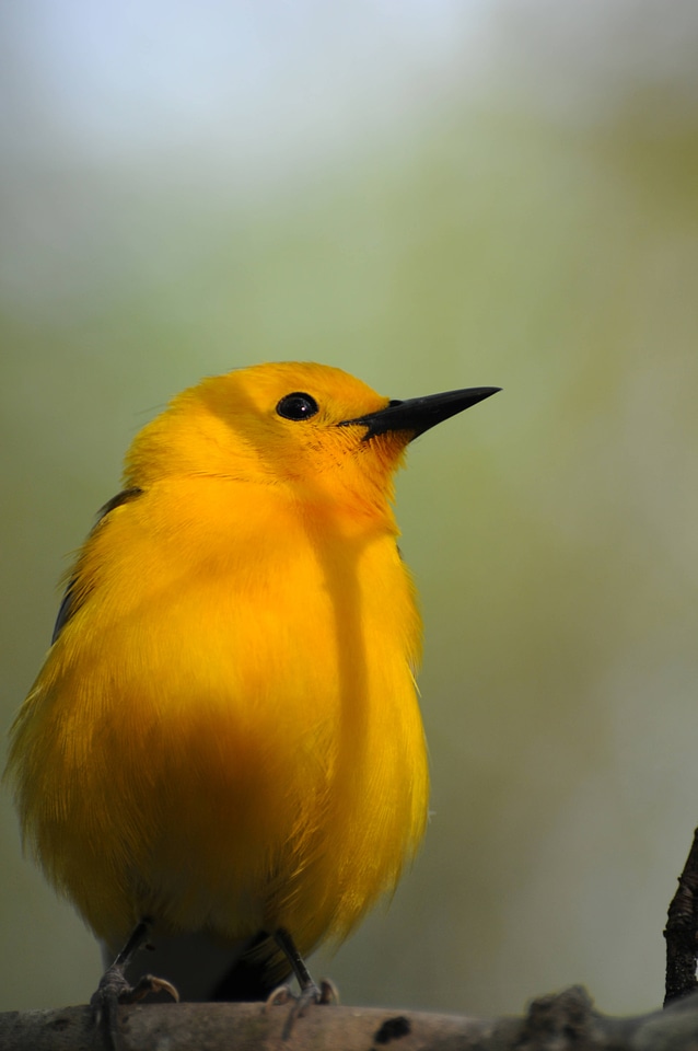 Prothonotary warbler-6