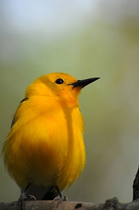 Prothonotary warbler-6