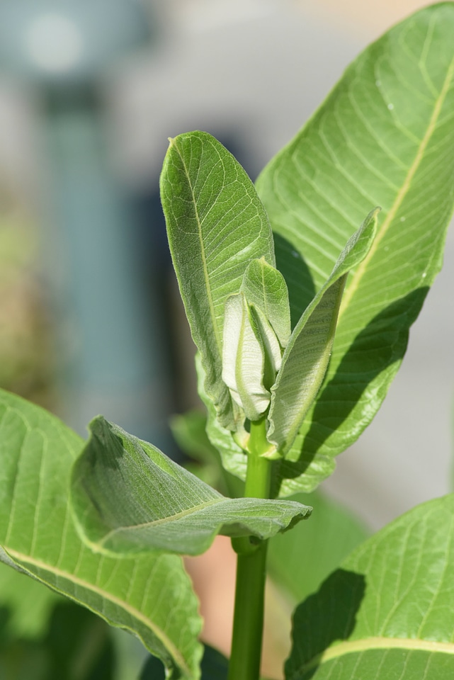 Milkweed in the early stage