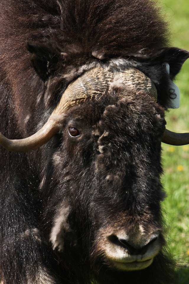 Muskox