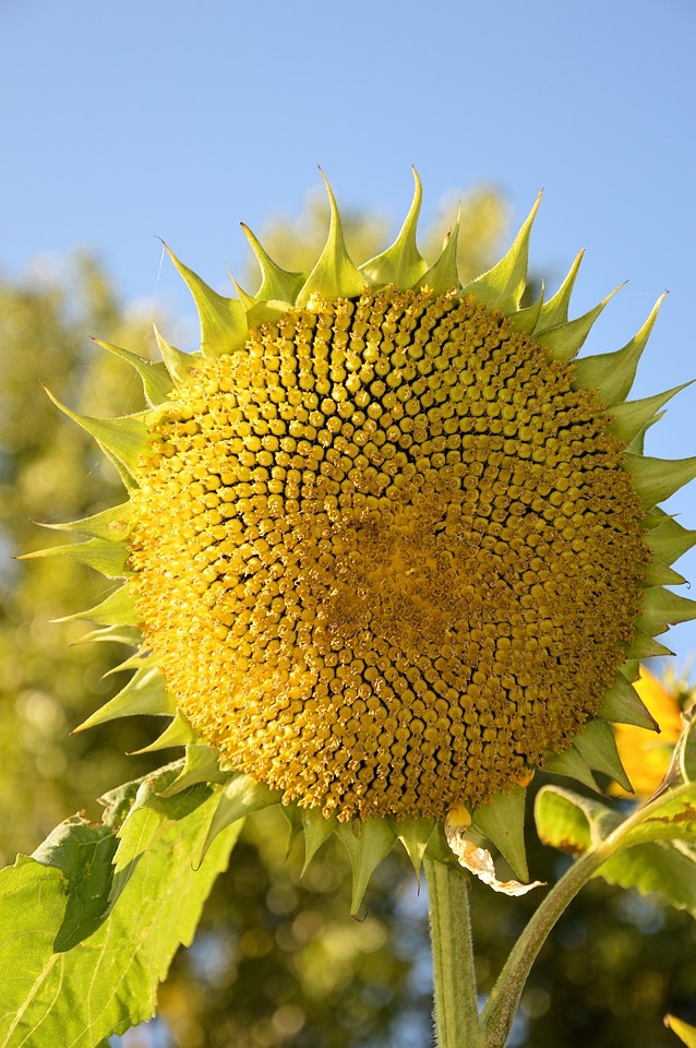 Plant natural blossom