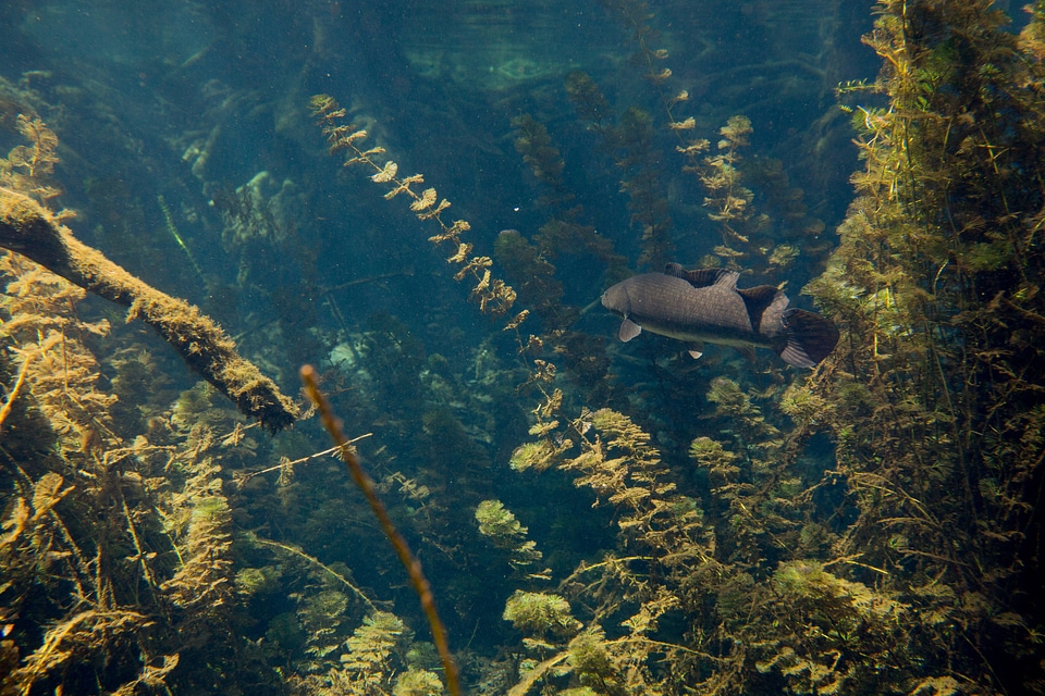 Male bowfin hides in vegetation-4