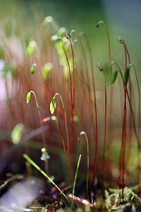 sporophyte photo