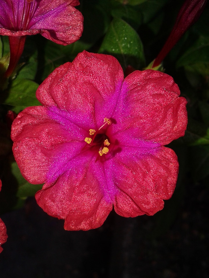 Glitter pink flower photo