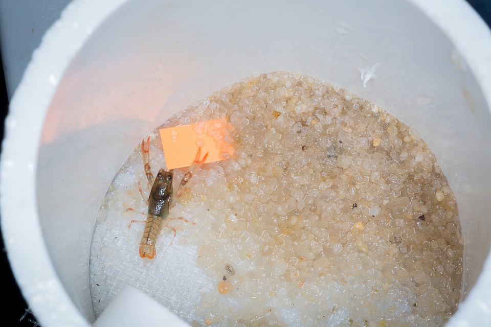 Crayfish propagation-1