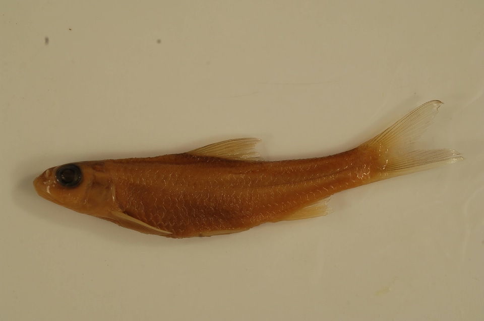 Macrhybopsis storeriana-3