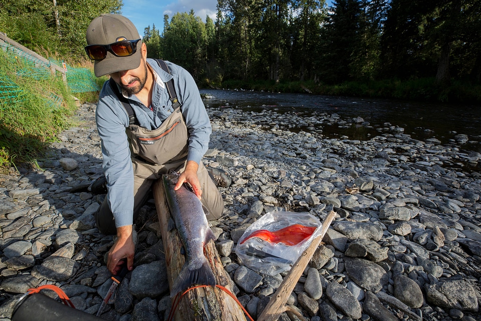 Fisherman catches silver salmon-3