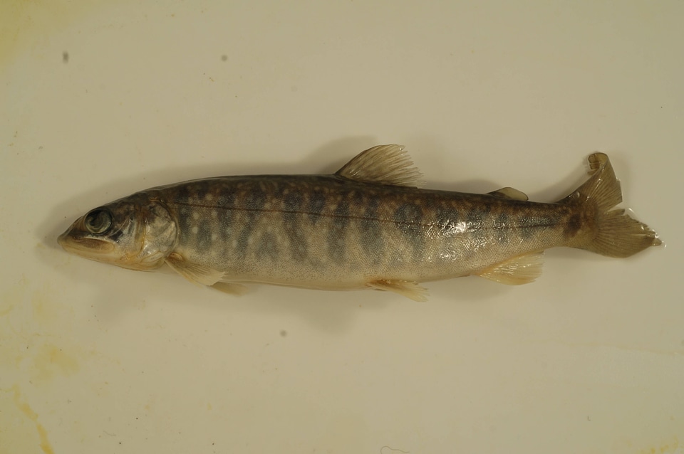 Salvelinus namaycush-4