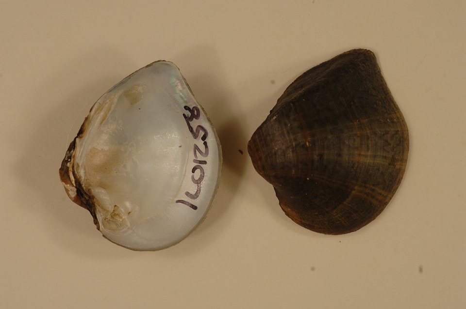 Truncilla truncata-1