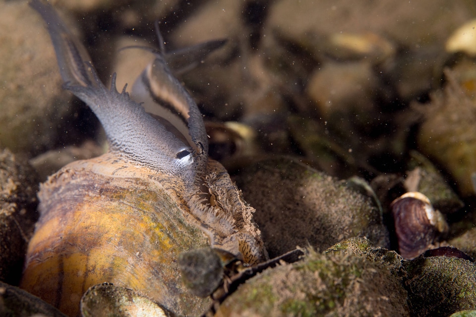 Plain pocketbook mussel displaying lure, fish mimic with eye spot-2