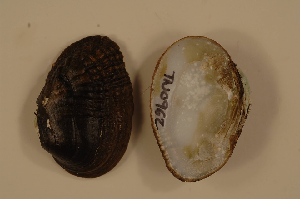 Lemiox rimosus-3