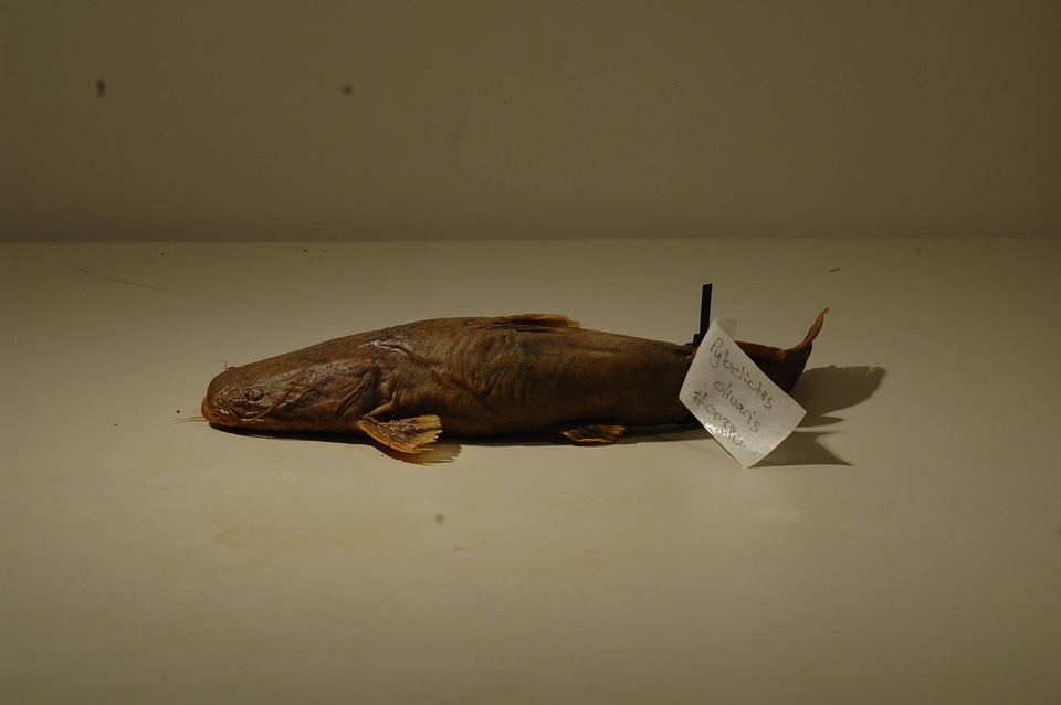 Pylodictis olivaris-1
