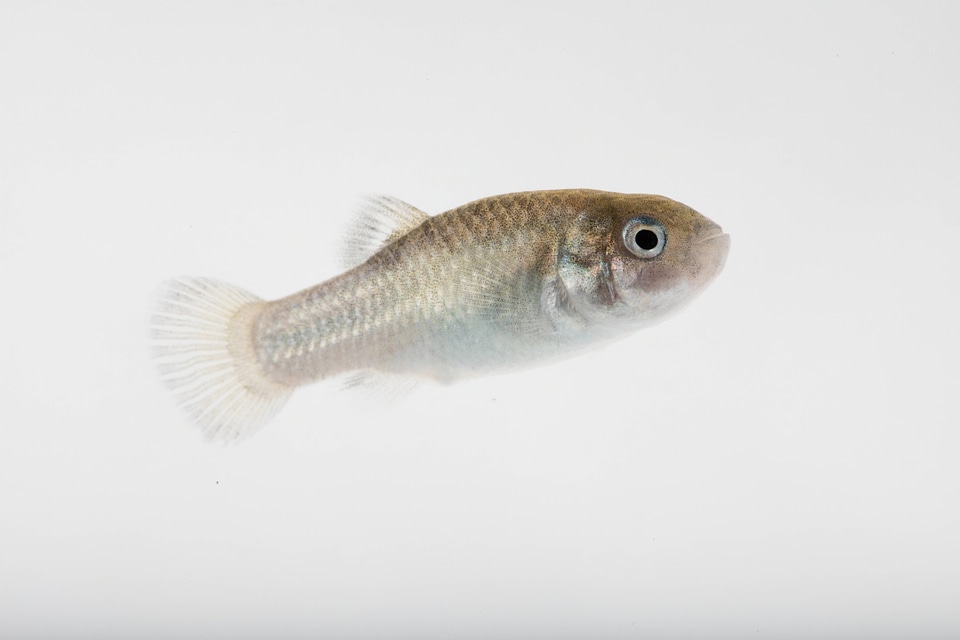Devils Hole Pupfish in captivity-3