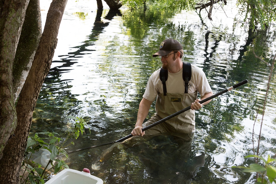 Biologists search for Fountain Darter-2