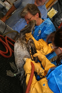 Oil impacted Brown pelican gets a cleaning-2