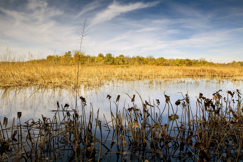 Scenic view of John Heinz National Wildlife Refuge-1