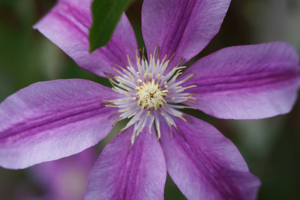 Passion flower-2