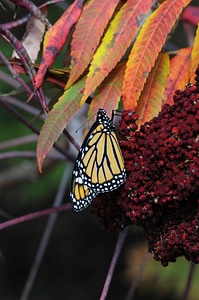 Monarch butterfly on Fall foliage-1