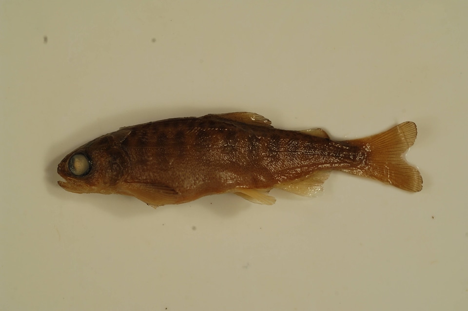 Oncorhynchus tshawytscha-4