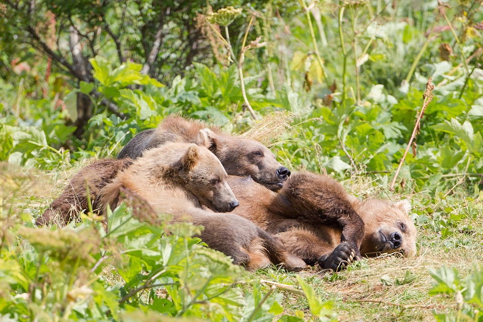 Kodiak brown bear with cubs-2